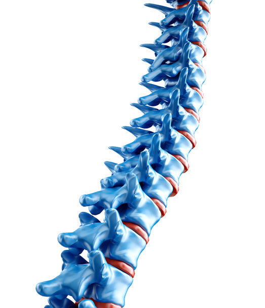 Spine